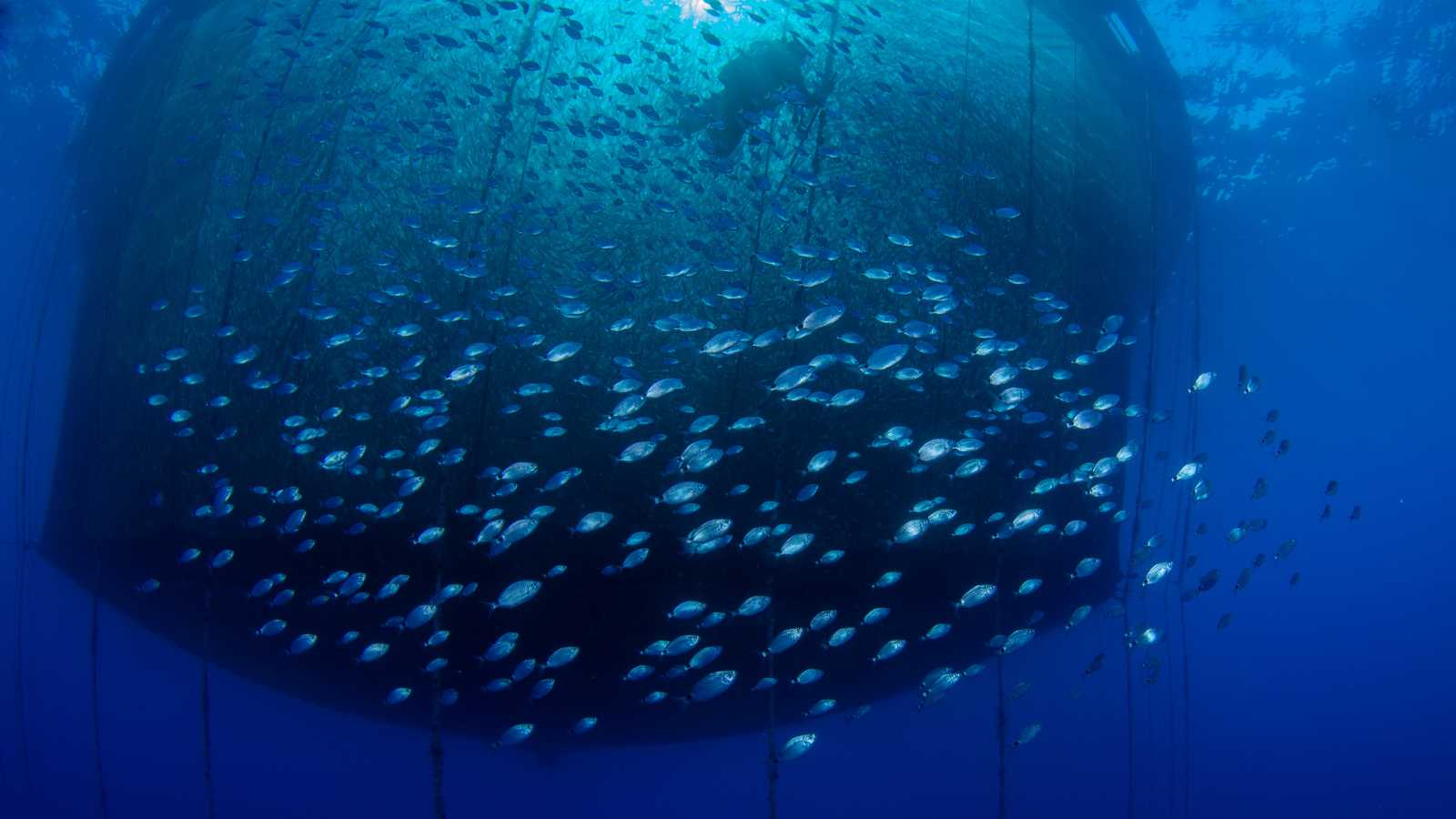 Are There Regulations Governing Crowdfunding Investments in Sustainable Aquaculture and Fish Farming? 5 Key Regulations and Guidelines You Need to Know