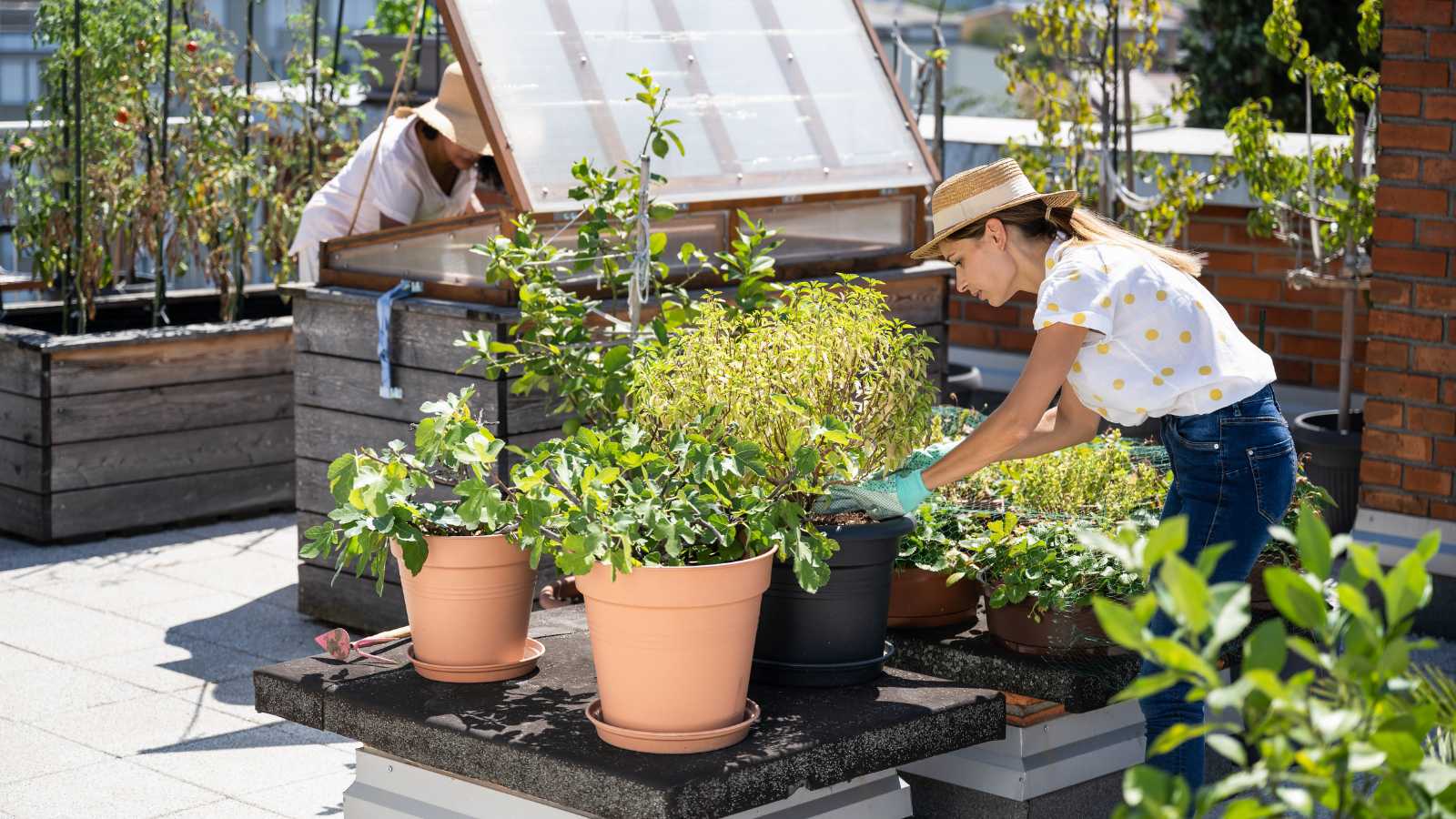 Are There Regulations Governing Crowdfunding Investments in Urban Farming and Rooftop Gardens? 5 Key Regulations to Consider
