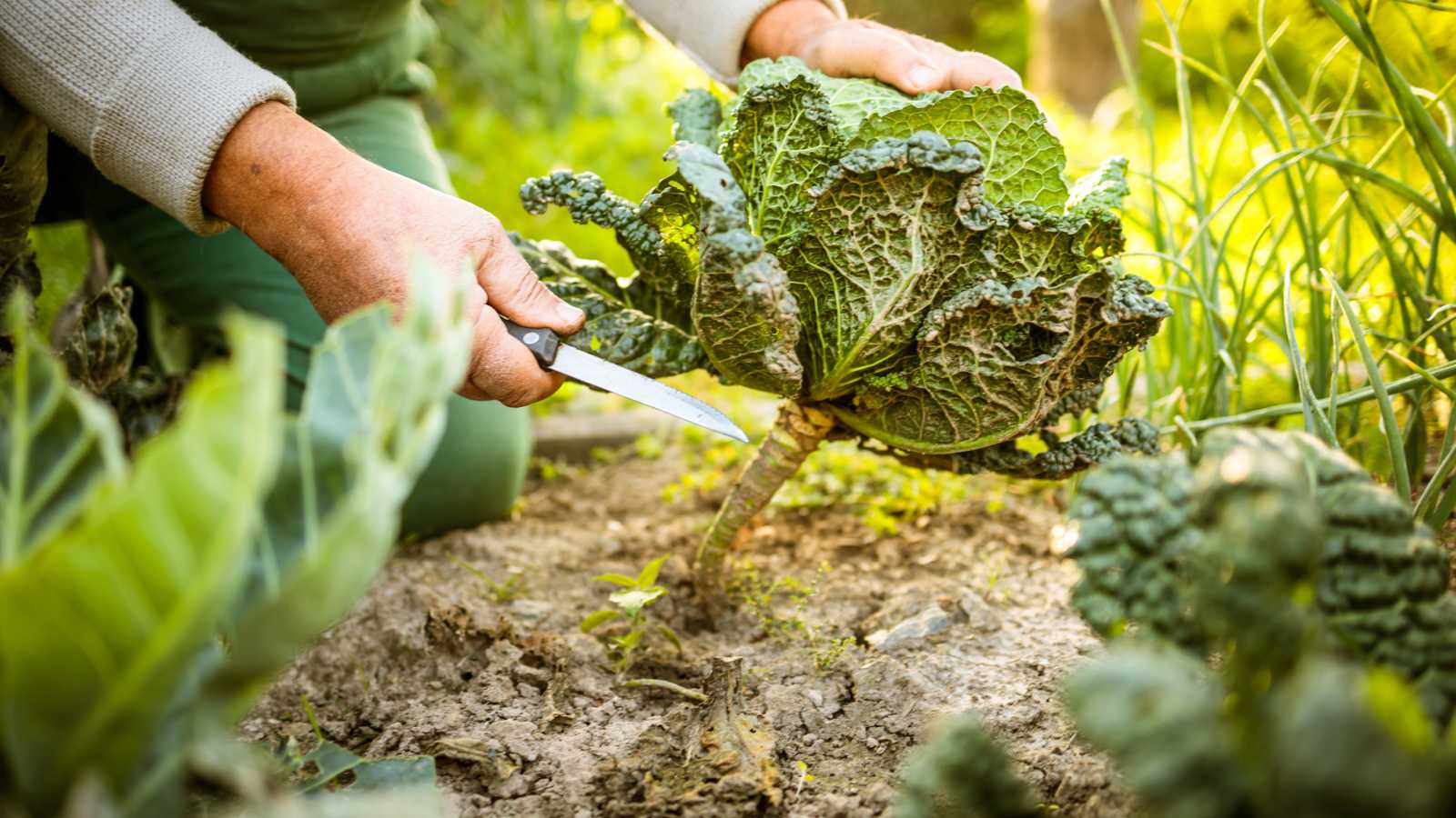 Can I Invest in a Crowdfunding Campaign if I’m a Member of a Permaculture Collective? 5 Key Considerations Before Investing